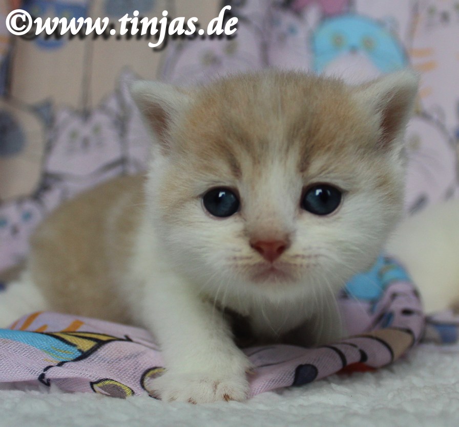 Britisch Kurzhaar Katzenbabys</A>